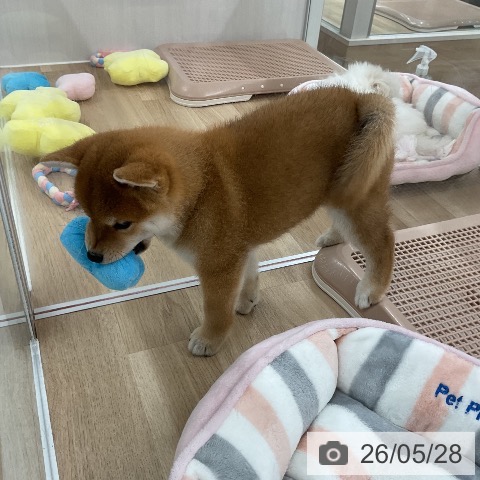 福岡県の柴犬(標準サイズ) (ペットプラス 八幡東店/2026年3月27日生まれ/女の子/赤)の子犬の3枚目の画像