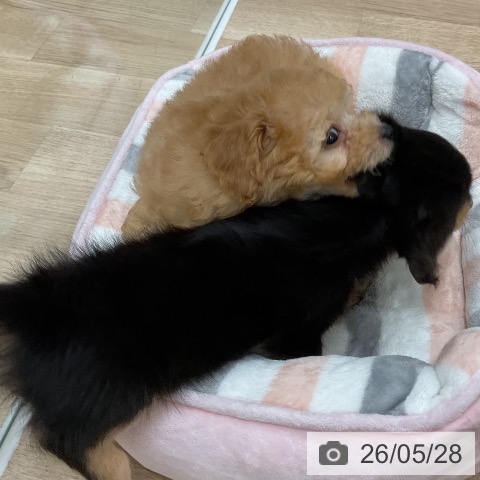 福岡県のトイプードル(トイ) (ペットプラス 八幡東店/2026年3月27日生まれ/男の子/アプリコット)の子犬の4枚目の画像