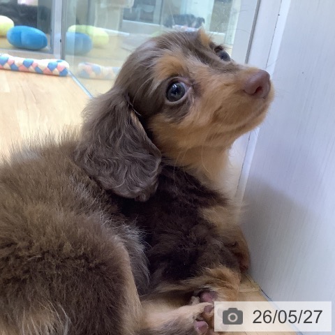 埼玉県のカニンヘンダックスフンド(ロング) (ペットプラス 羽生店/2026年3月27日生まれ/女の子/チョコレートダップル)の子犬の4枚目の画像