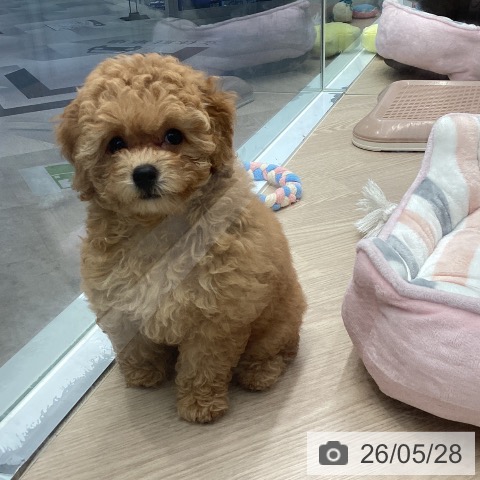 埼玉県のトイプードル(トイ) (ペットプラス 川口店/2026年3月21日生まれ/女の子/オレンジフォーン)の子犬の3枚目の画像