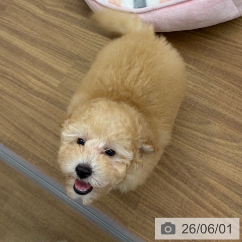 東京都のトイプードル(トイ) (ペッツワン 青梅インター店/2026年3月22日生まれ/男の子/クリーム)の子犬の4枚目の画像