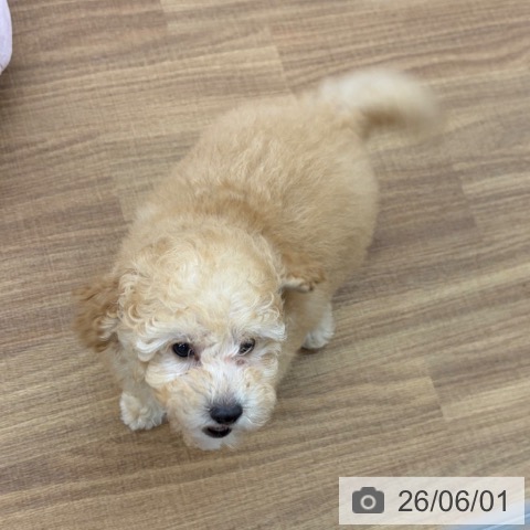 東京都のトイプードル(トイ) (ペッツワン 青梅インター店/2026年3月22日生まれ/男の子/クリーム)の子犬の3枚目の画像