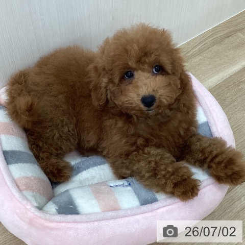 山梨県のトイプードル(トイ) (ペットプラス 甲府国母店/2026年3月22日生まれ/女の子/レッド)の子犬の4枚目の画像