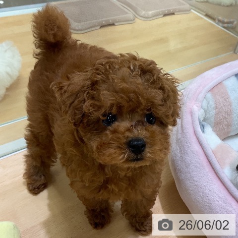 熊本県のトイプードル(トイ) (ペットプラス 熊本店/2026年3月26日生まれ/男の子/レッド)の子犬の3枚目の画像