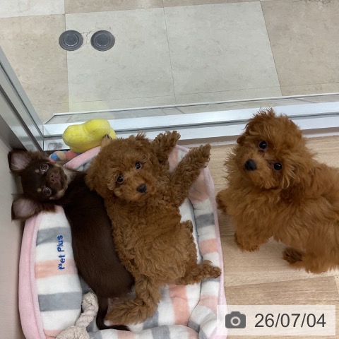 神奈川県のトイプードル(トイ) (ペットプラス アミーゴ藤沢店/2026年3月21日生まれ/男の子/レッド)の子犬の4枚目の画像
