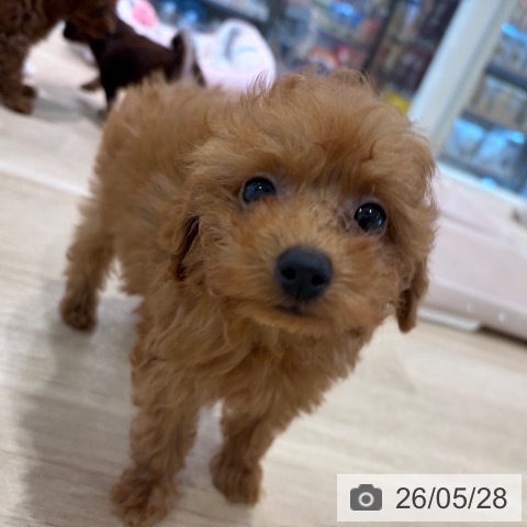 神奈川県のトイプードル(トイ) (ペットプラス ゆめが丘ソラトス店/2026年3月21日生まれ/男の子/レッド)の子犬の3枚目の画像