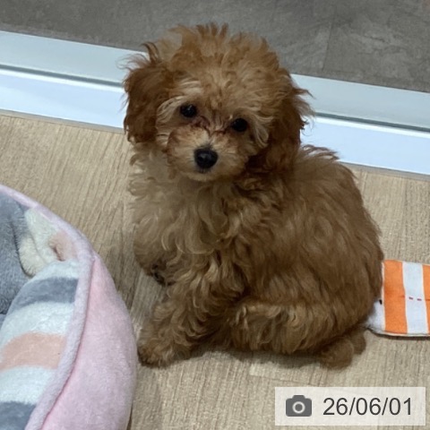 宮城県のトイプードル(トイ) (ペットプラス 名取店/2026年3月21日生まれ/女の子/アプリコット)の子犬の3枚目の画像