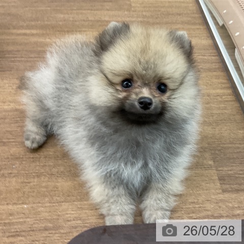 ポメラニアンの写真