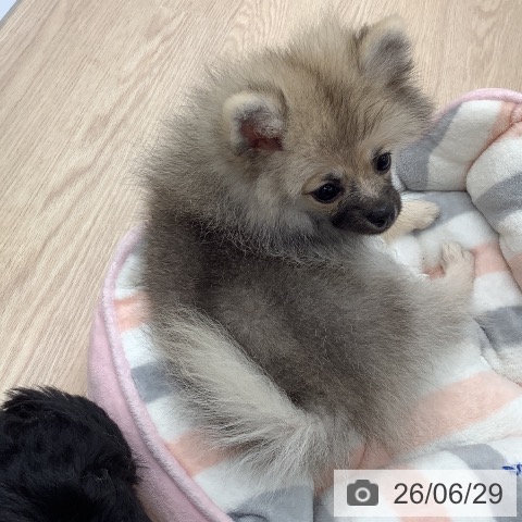 埼玉県のポメラニアン (ペットプラス 川口店/2026年3月26日生まれ/女の子/ウルフセーブル)の子犬の4枚目の画像