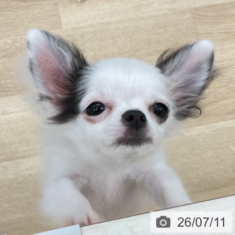 チワワの写真