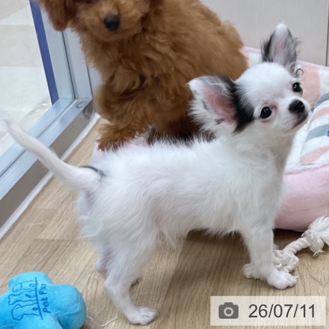 神奈川県のチワワ(ロング) (ペットプラス アミーゴ藤沢店/2026年3月20日生まれ/男の子/ホワイトブラック)の子犬の4枚目の画像