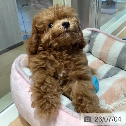 鹿児島県のトイプードル(トイ) (ペットプラス 姶良店/2026年3月27日生まれ/男の子/オレンジフォーン)の子犬の4枚目の画像