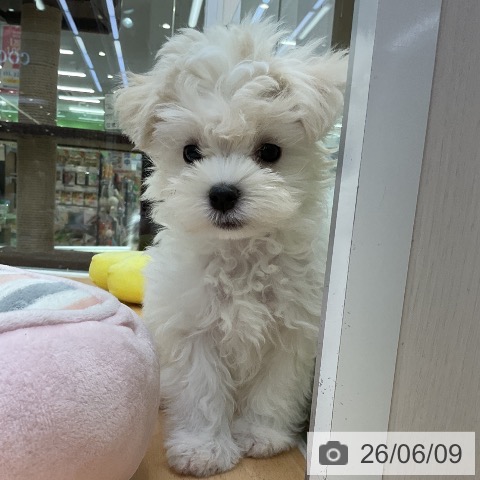 福岡県のマルチーズ (ペットプラス 福岡店/2026年3月26日生まれ/男の子/ホワイト)の子犬の4枚目の画像