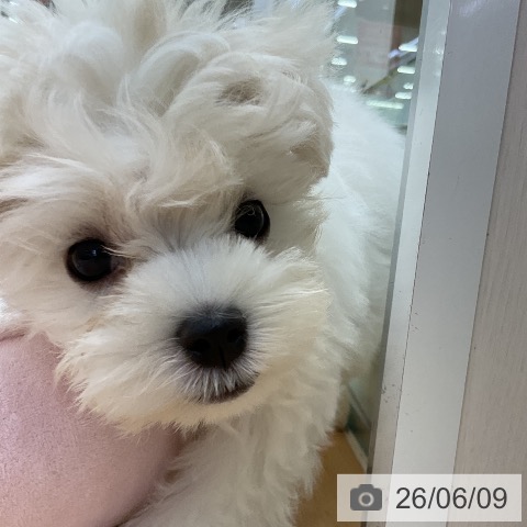 福岡県のマルチーズ (ペットプラス 福岡店/2026年3月26日生まれ/男の子/ホワイト)の子犬の3枚目の画像