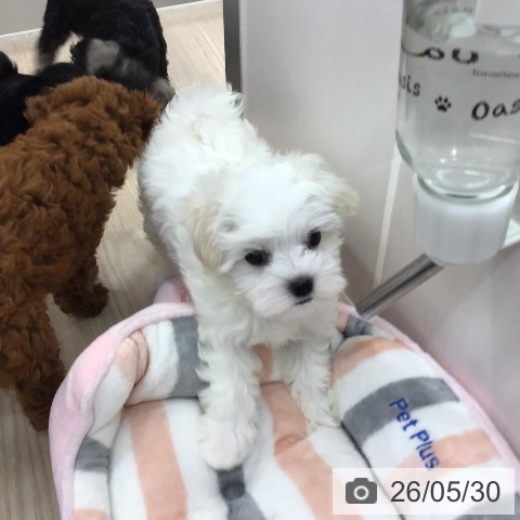 沖縄県のマルチーズ (ペットプラス 沖縄ライカム店/2026年3月26日生まれ/女の子/ホワイト)の子犬の4枚目の画像