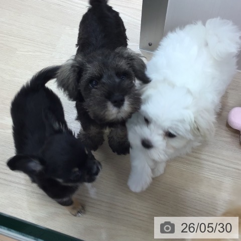 沖縄県のマルチーズ (ペットプラス 沖縄ライカム店/2026年3月26日生まれ/女の子/ホワイト)の子犬の3枚目の画像