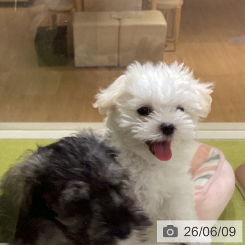 沖縄県のマルチーズ (ペットプラス 沖縄ライカム店/2026年3月26日生まれ/女の子/ホワイト)の子犬の4枚目の画像