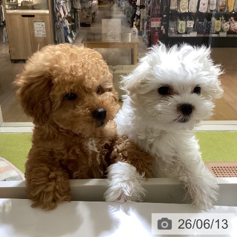 沖縄県のマルチーズ (ペットプラス 沖縄ライカム店/2026年3月26日生まれ/女の子/ホワイト)の子犬の4枚目の画像