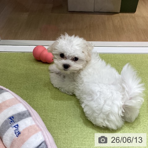 沖縄県のマルチーズ (ペットプラス 沖縄ライカム店/2026年3月26日生まれ/女の子/ホワイト)の子犬の3枚目の画像