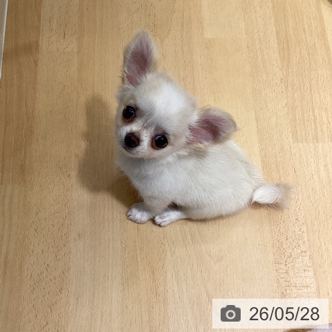 チワワの写真