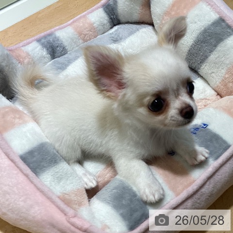 チワワの写真