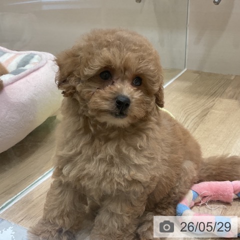 福岡県のトイプードル(トイ) (ペットプラス 小倉南店/2026年3月28日生まれ/女の子/オレンジフォーン)の子犬の3枚目の画像