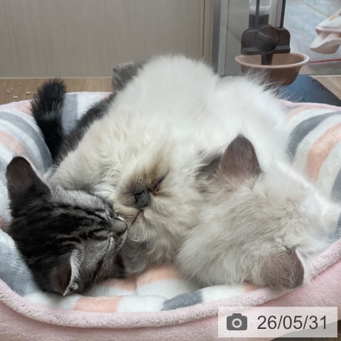 福岡県のラグドール (ペットプラス ららぽーと福岡店/2026年3月26日生まれ/男の子/ブルーポイントバイカラー)の子猫の4枚目の画像