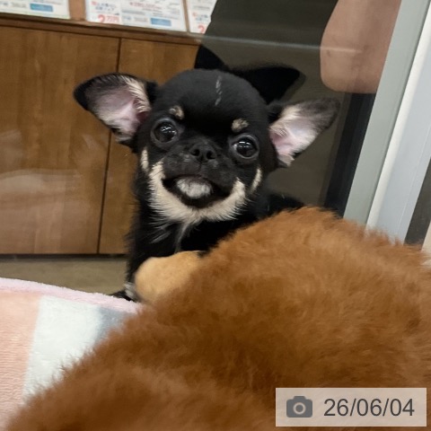 福岡県のチワワ(ロング) (ペットプラス 八幡東店/2026年3月25日生まれ/男の子/ブラックタンホワイト)の子犬の4枚目の画像