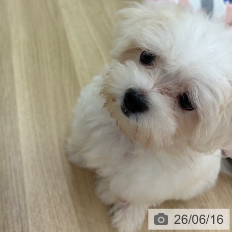 マルチーズの写真