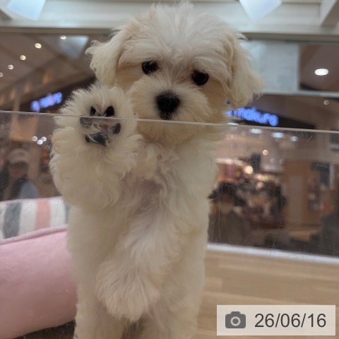 マルチーズの写真