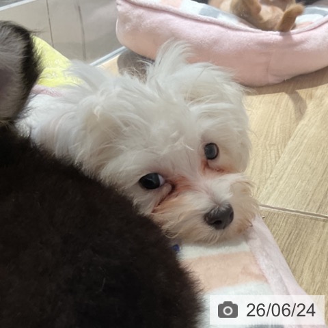 福岡県のマルチーズ (ペットプラス 小倉南店/2026年3月27日生まれ/女の子/ホワイト)の子犬の4枚目の画像
