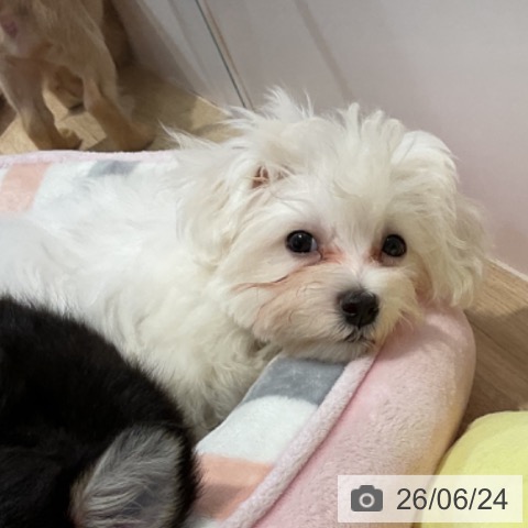 福岡県のマルチーズ (ペットプラス 小倉南店/2026年3月27日生まれ/女の子/ホワイト)の子犬の3枚目の画像