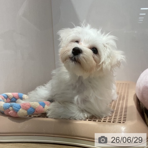 福岡県のマルチーズ (ペットプラス 小倉南店/2026年3月27日生まれ/女の子/ホワイト)の子犬の3枚目の画像