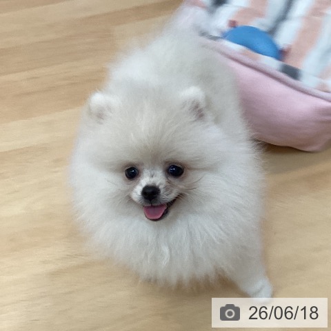 宮崎県のポメラニアン (ペットプラス 宮崎店/2026年4月1日生まれ/女の子/ホワイト)の子犬の4枚目の画像