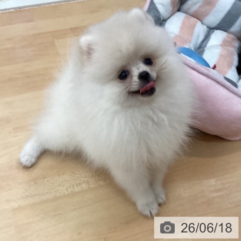 宮崎県のポメラニアン (ペットプラス 宮崎店/2026年4月1日生まれ/女の子/ホワイト)の子犬の4枚目の画像