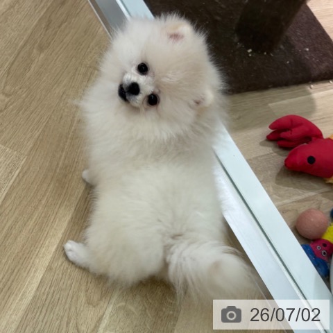 宮崎県のポメラニアン (ペットプラス 宮崎店/2026年4月1日生まれ/女の子/ホワイト)の子犬の3枚目の画像