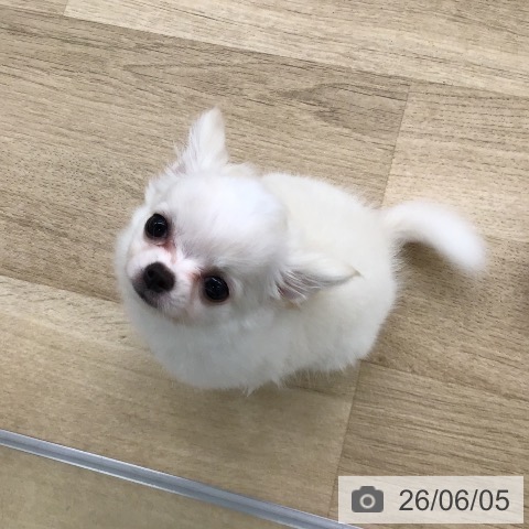 福岡県のチワワ(ロング) (ペットプラス 春日店/2026年3月31日生まれ/男の子/クリームホワイト)の子犬の3枚目の画像