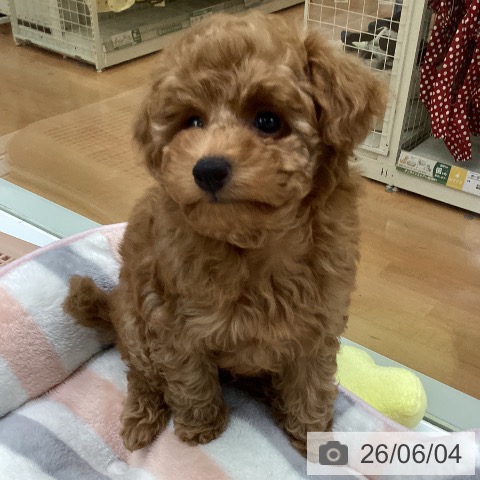 福岡県のトイプードル(トイ) (ペットプラス 黒崎店/2026年3月31日生まれ/男の子/レッド)の子犬の4枚目の画像