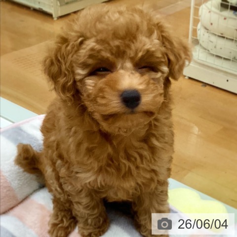 福岡県のトイプードル(トイ) (ペットプラス 黒崎店/2026年3月31日生まれ/男の子/レッド)の子犬の3枚目の画像