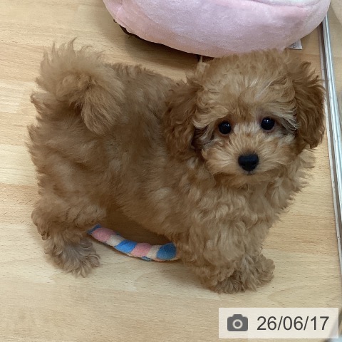 福岡県のトイプードル(トイ) (ペットプラス 黒崎店/2026年3月31日生まれ/女の子/レッド)の子犬の4枚目の画像