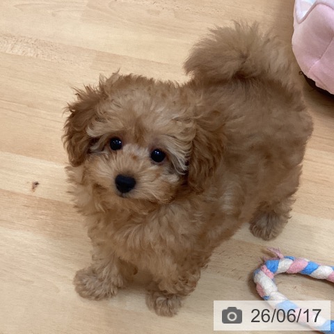 福岡県のトイプードル(トイ) (ペットプラス 黒崎店/2026年3月31日生まれ/女の子/レッド)の子犬の3枚目の画像