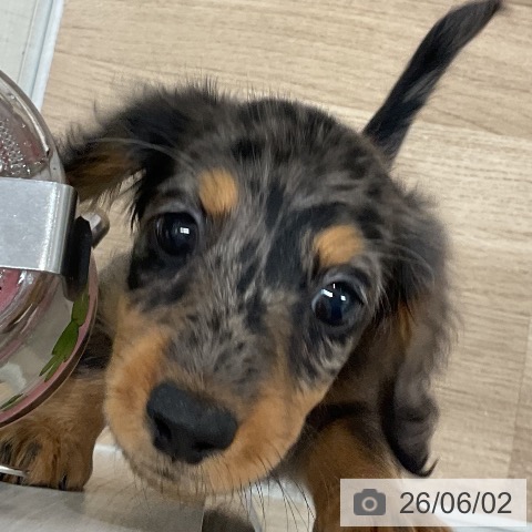 ミニチュア・ダックスフンドの写真