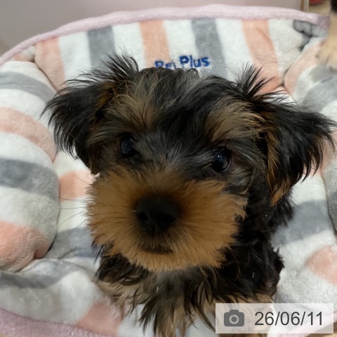 福岡県のヨークシャーテリア (ペットプラス 小倉南店/2026年4月1日生まれ/男の子/スチールブルータン)の子犬の3枚目の画像