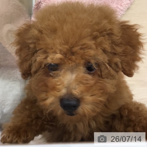 沖縄県のトイプードル(トイ) (ペットプラス 南風原店/2026年4月1日生まれ/女の子/レッド)の子犬の3枚目の画像