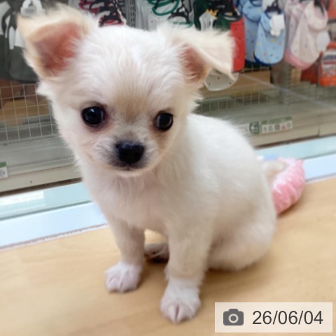 福岡県のチワワ(ロング) (ペットプラス 黒崎店/2026年3月31日生まれ/男の子/クリームホワイト)の子犬の4枚目の画像