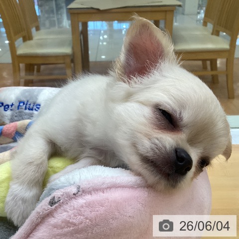 福岡県のチワワ(ロング) (ペットプラス 黒崎店/2026年3月31日生まれ/男の子/クリームホワイト)の子犬の3枚目の画像