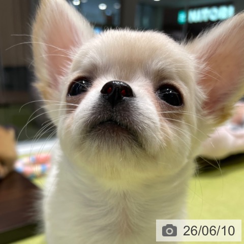 チワワの写真