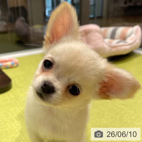 福岡県のチワワ(ロング) (ペットプラス MARK IS 福岡ももち店/2026年3月31日生まれ/女の子/クリーム)の子犬の4枚目の画像