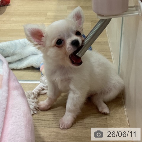 福岡県のチワワ(ロング) (ペットプラス 小倉南店/2026年3月30日生まれ/男の子/クリームホワイト)の子犬の3枚目の画像