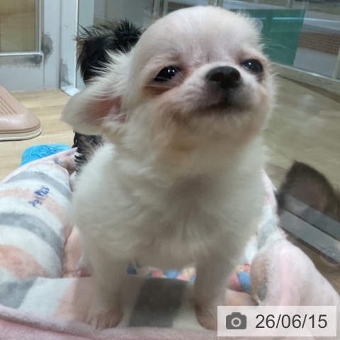 福岡県のチワワ(ロング) (ペットプラス 小倉南店/2026年3月30日生まれ/男の子/クリームホワイト)の子犬の4枚目の画像